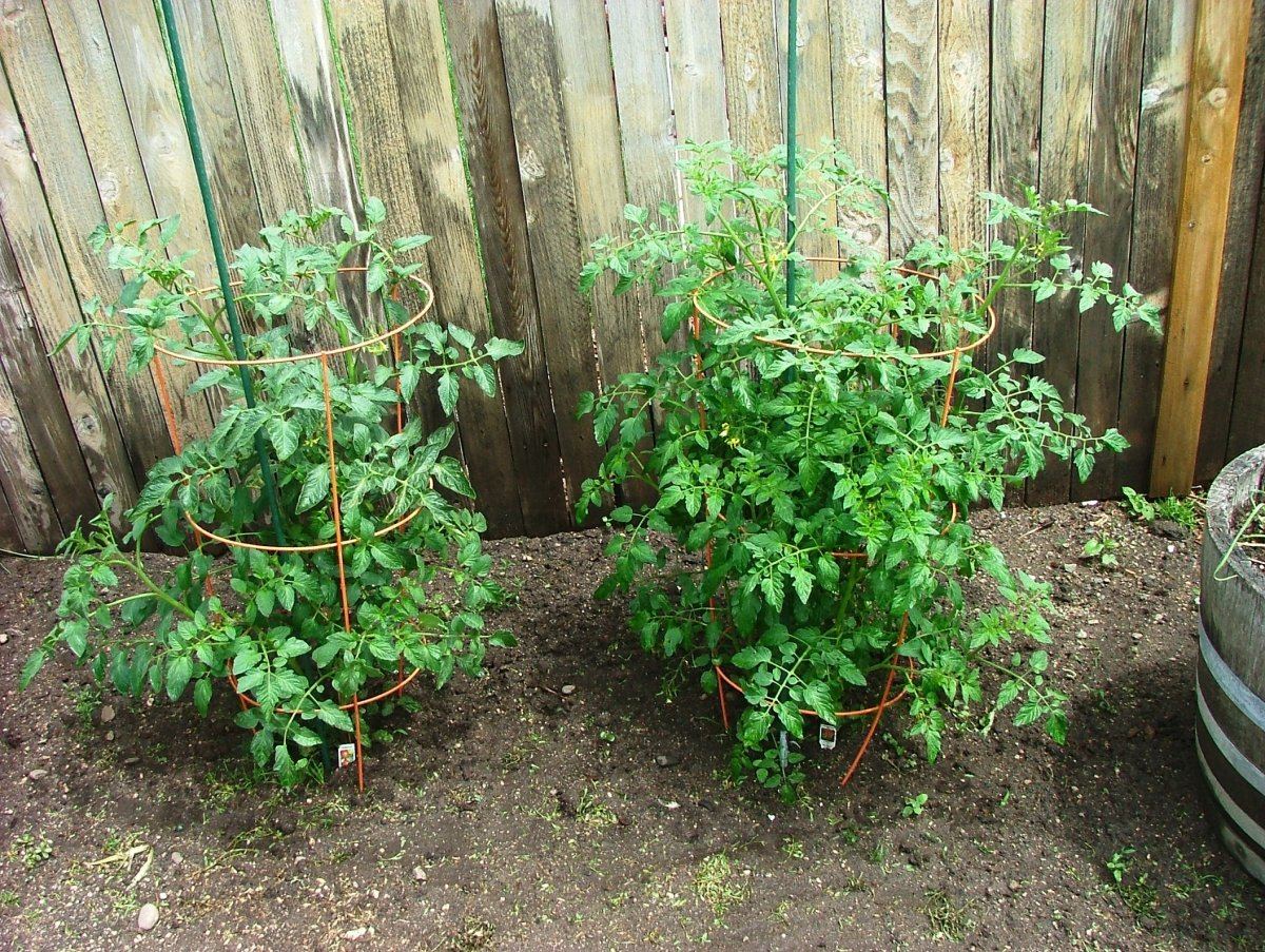 Tomatos
