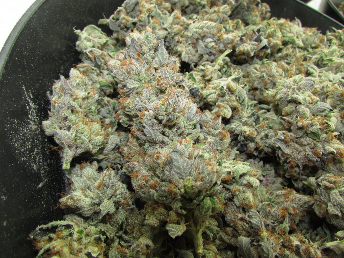 Tony little nugs