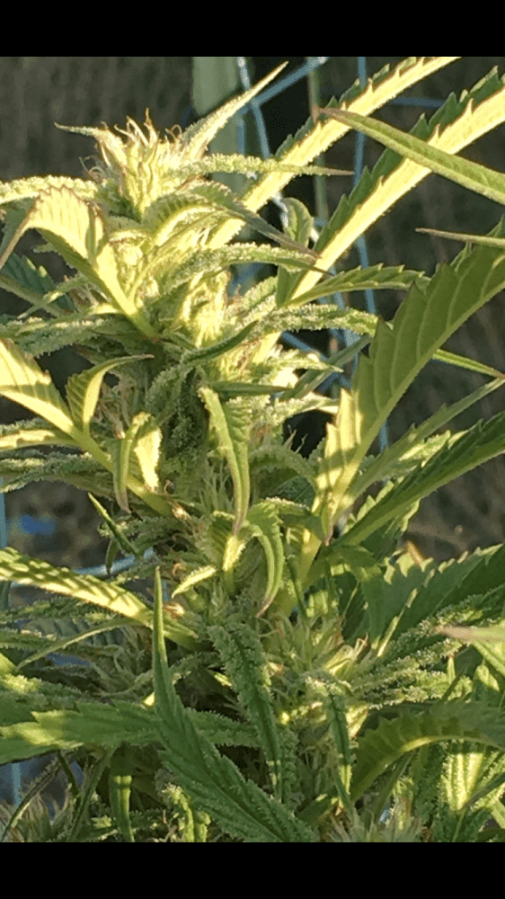 Too early for flowering 3