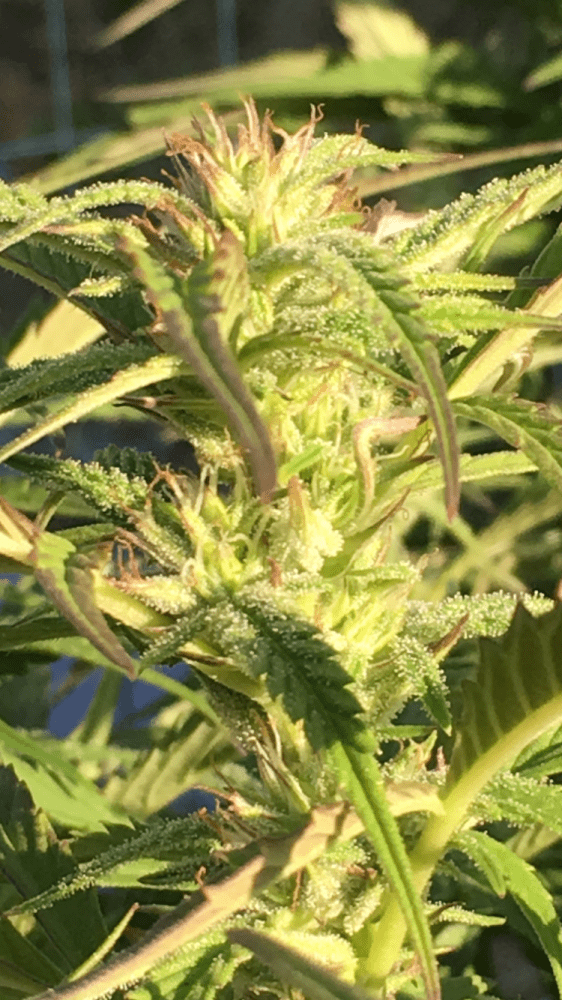 Too early for flowering 4