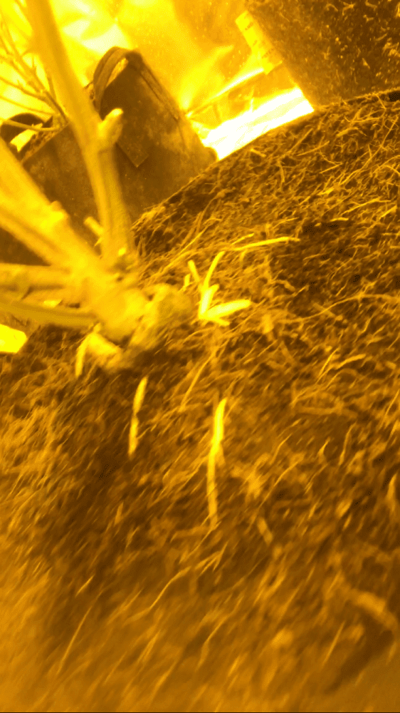 Too many roots in a 6 gallon smart pot help 4