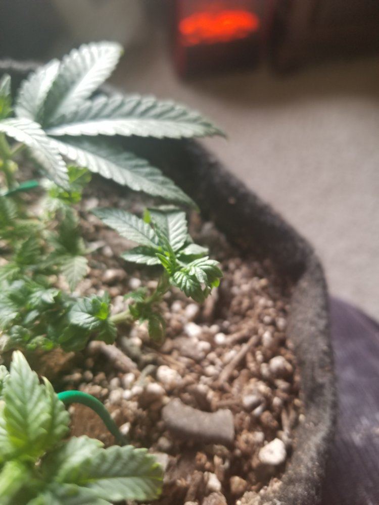 Too much nitrogen 2