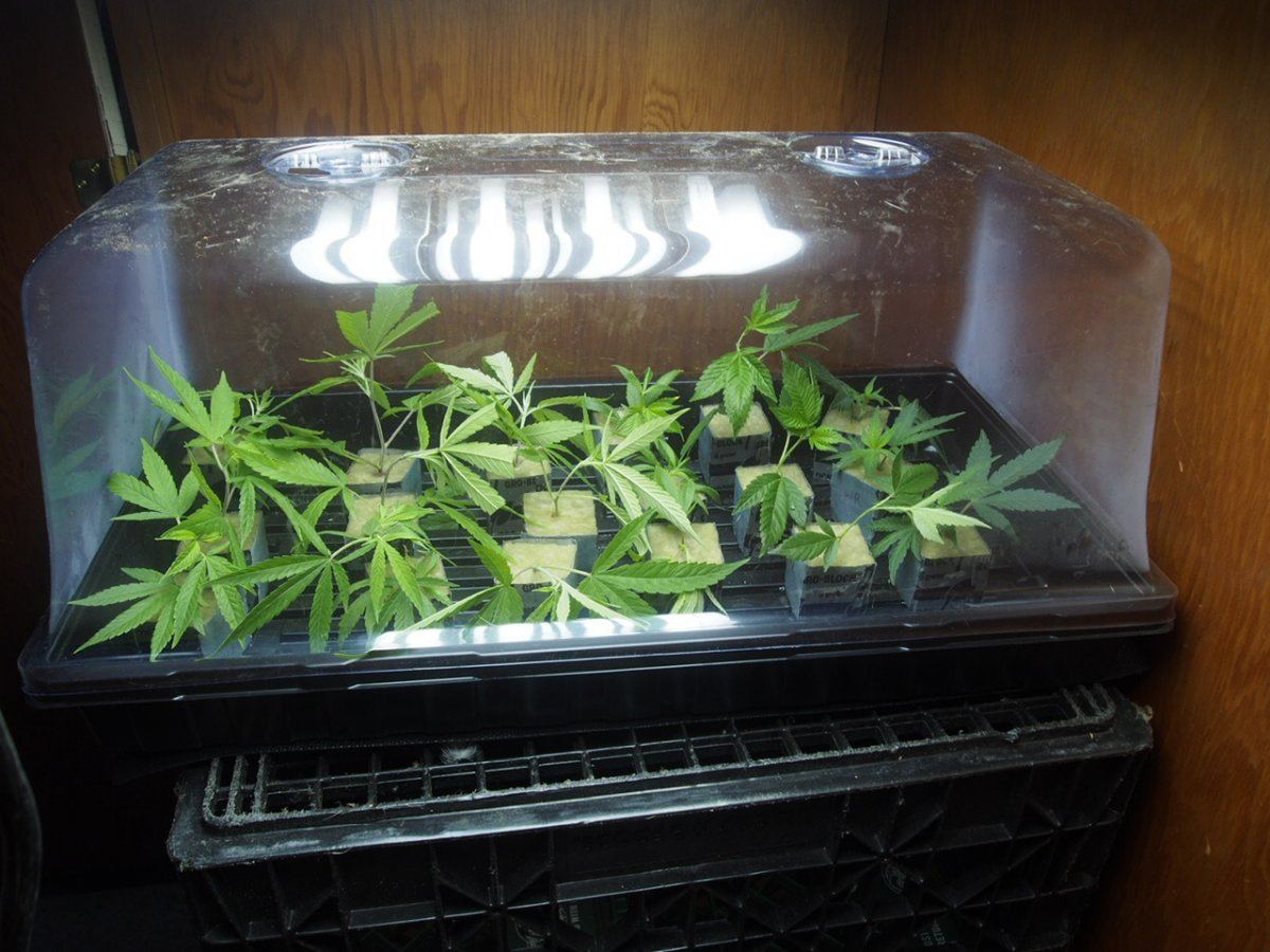Took first cuttings for my third grow