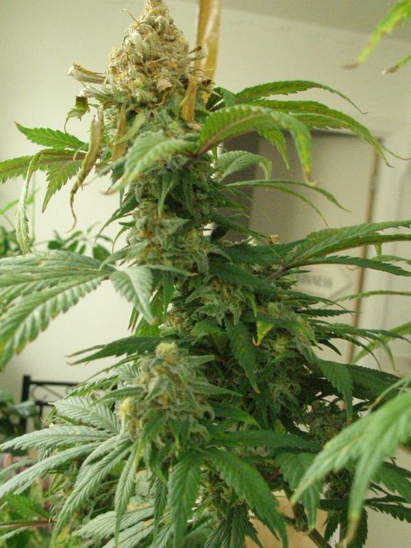 Top 2 of cola is dryingdying rapidly rest of plant is fine pics
