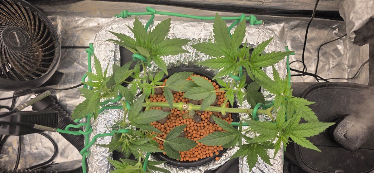 Top after training topping