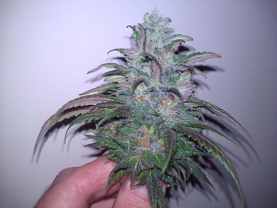 Top bud begging week 8 Alien Bubba Crack