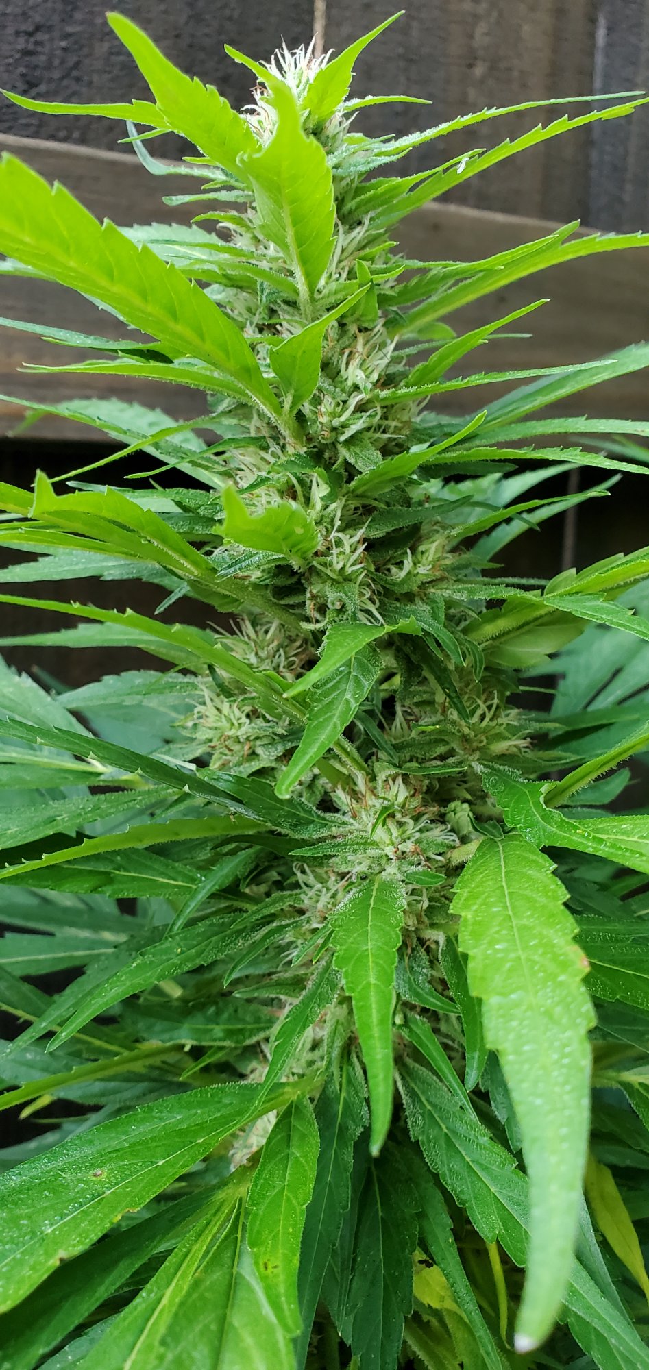 Top cola of 2021 plant