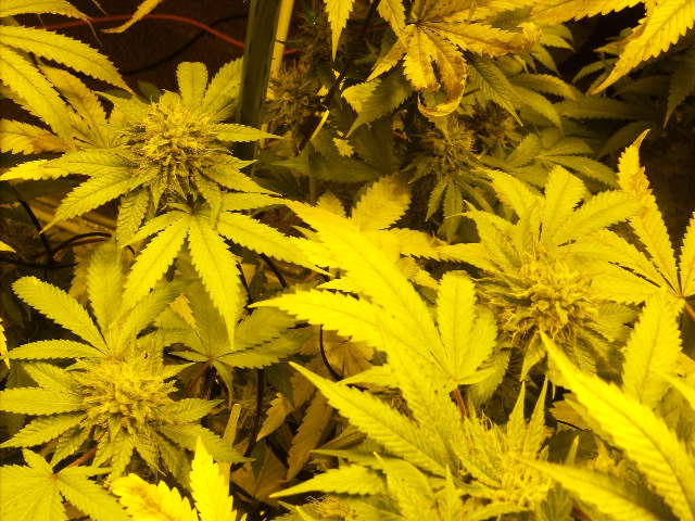Top colas look ready due to low ferts 3