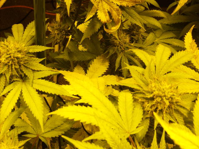 Top colas look ready due to low ferts 4