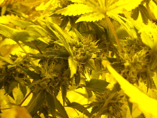 Top colas look ready due to low ferts 5