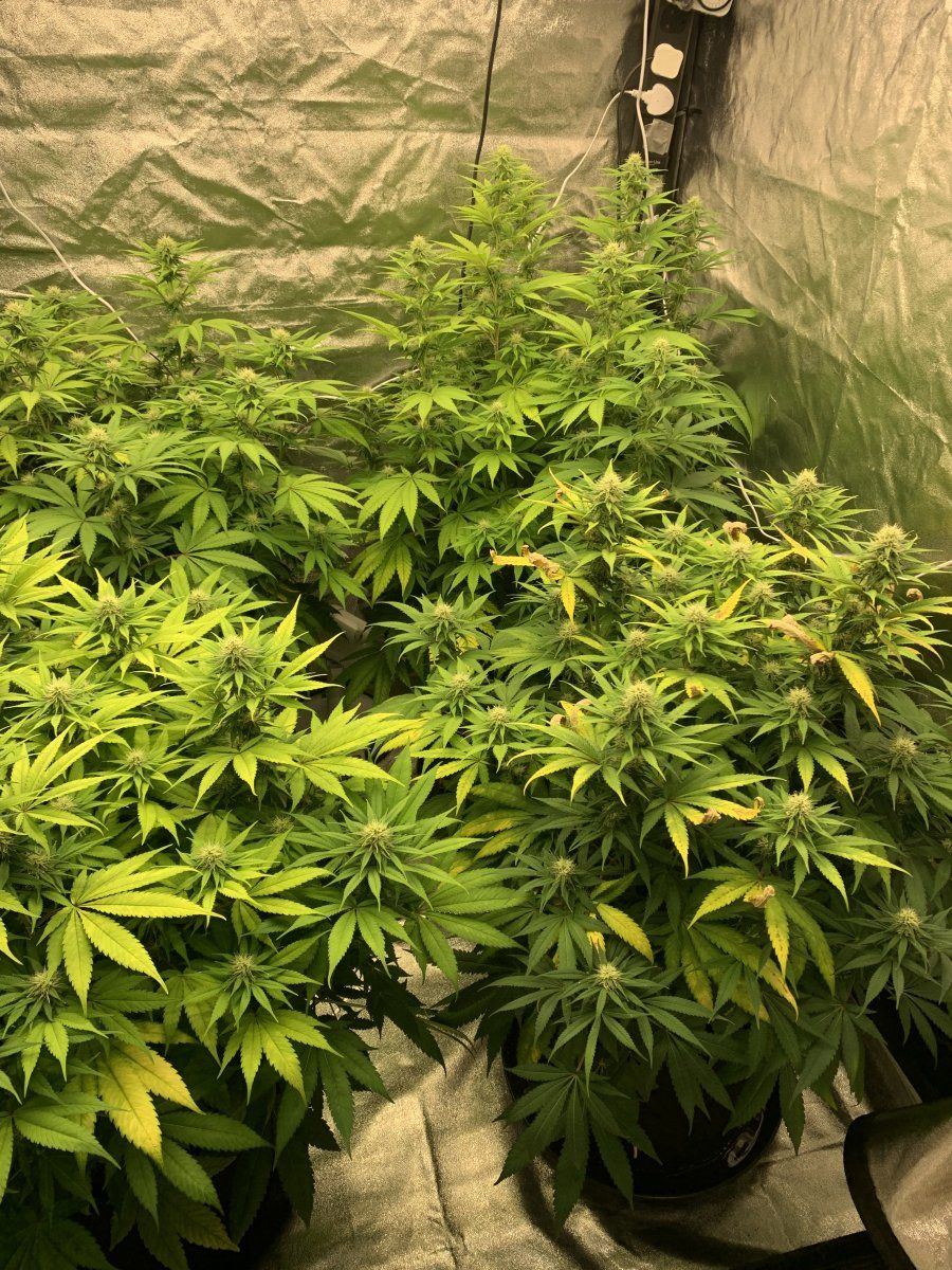 Top dress nutrients and light information 10