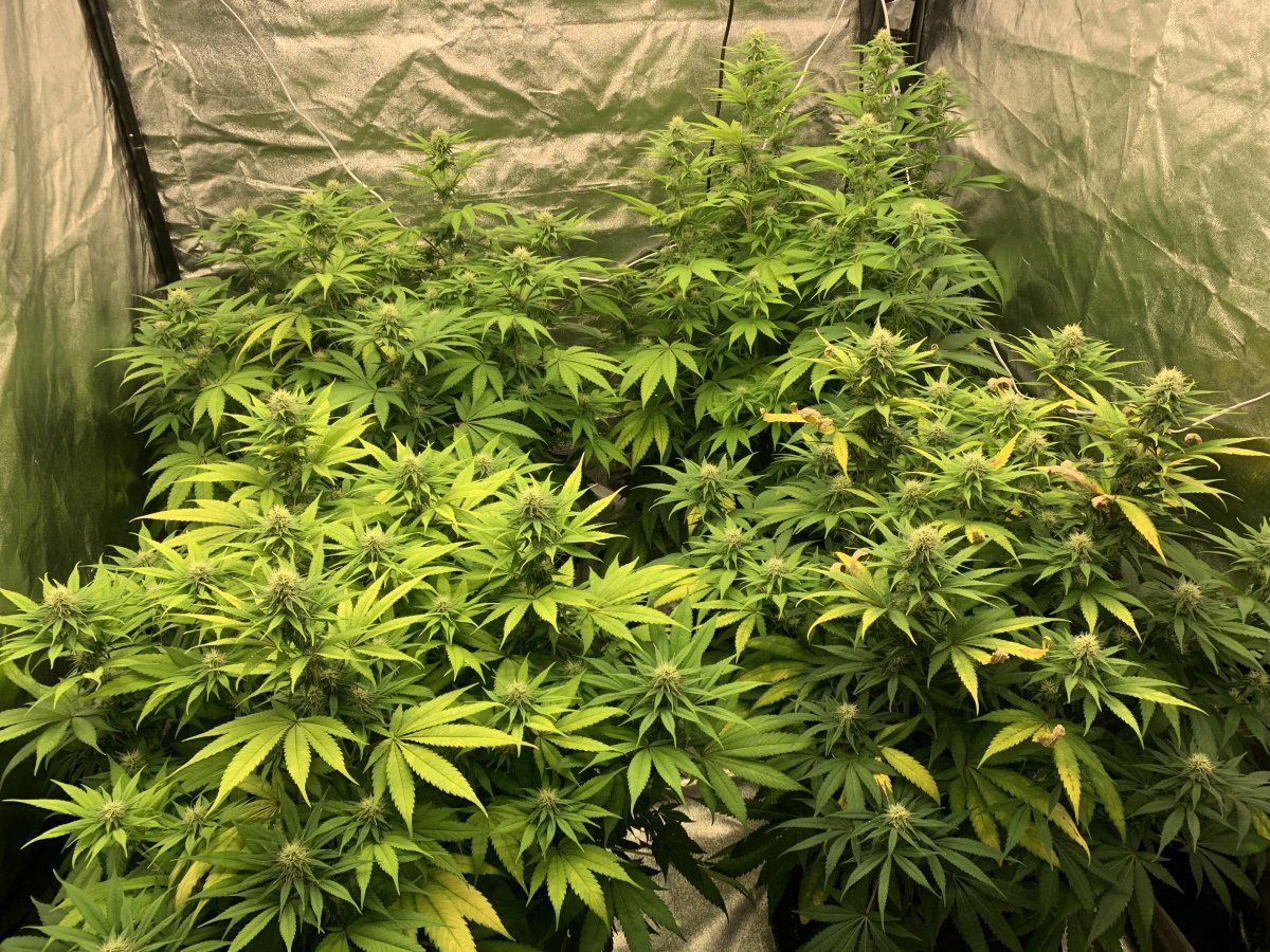 Top dress nutrients and light information 11