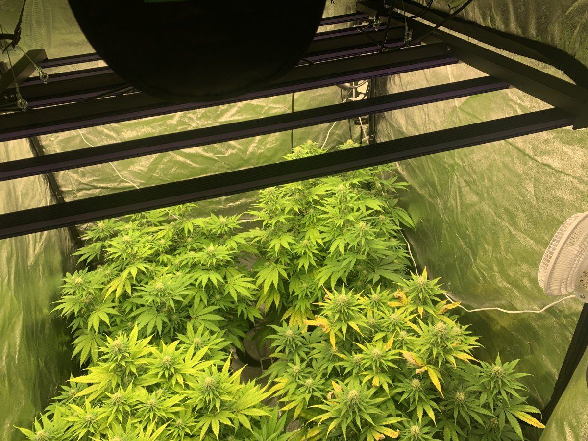 Top dress nutrients and light information 12