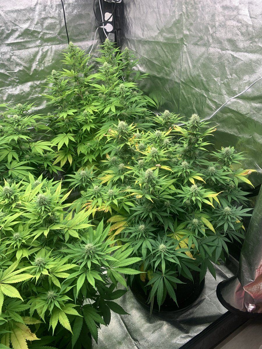 Top dress nutrients and light information 13