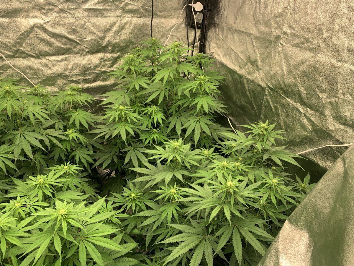 Top dress nutrients and light information 6