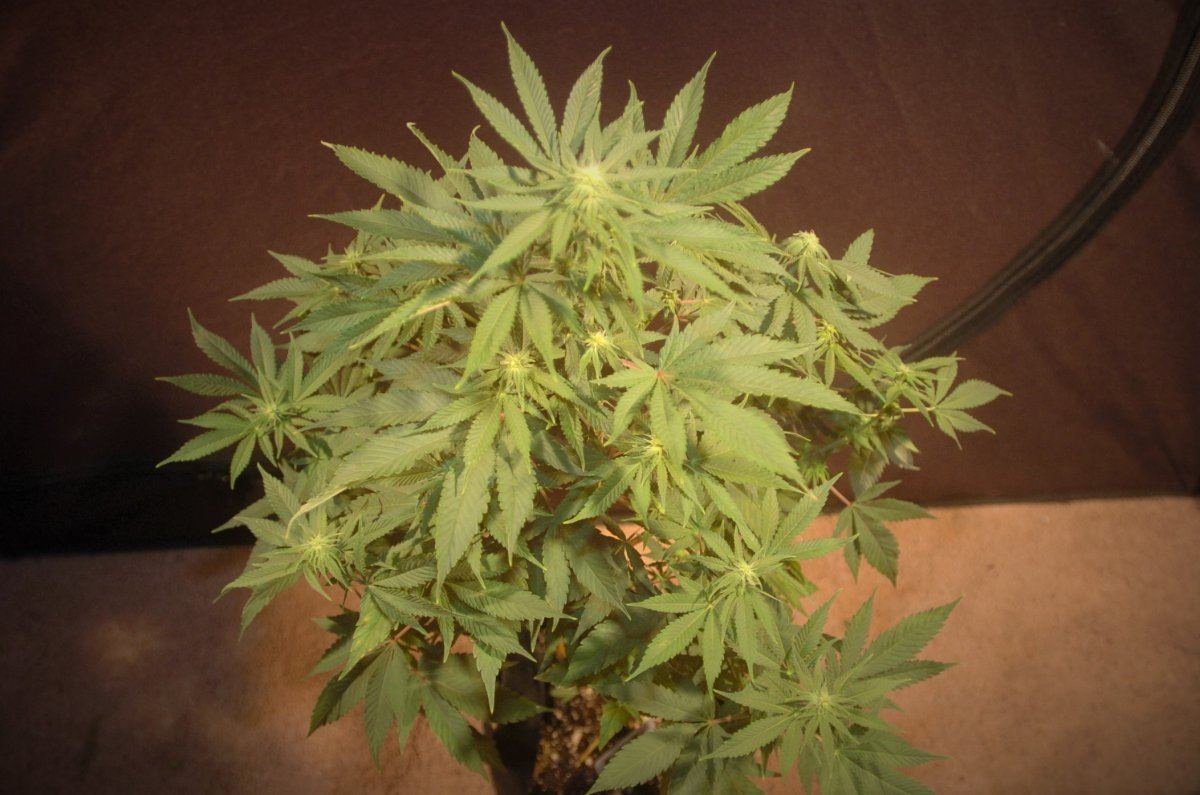 Top front 17 days