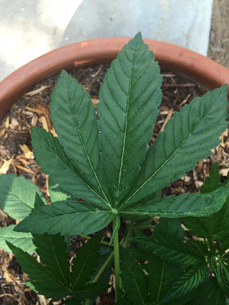 Top leaves not growing properly 2