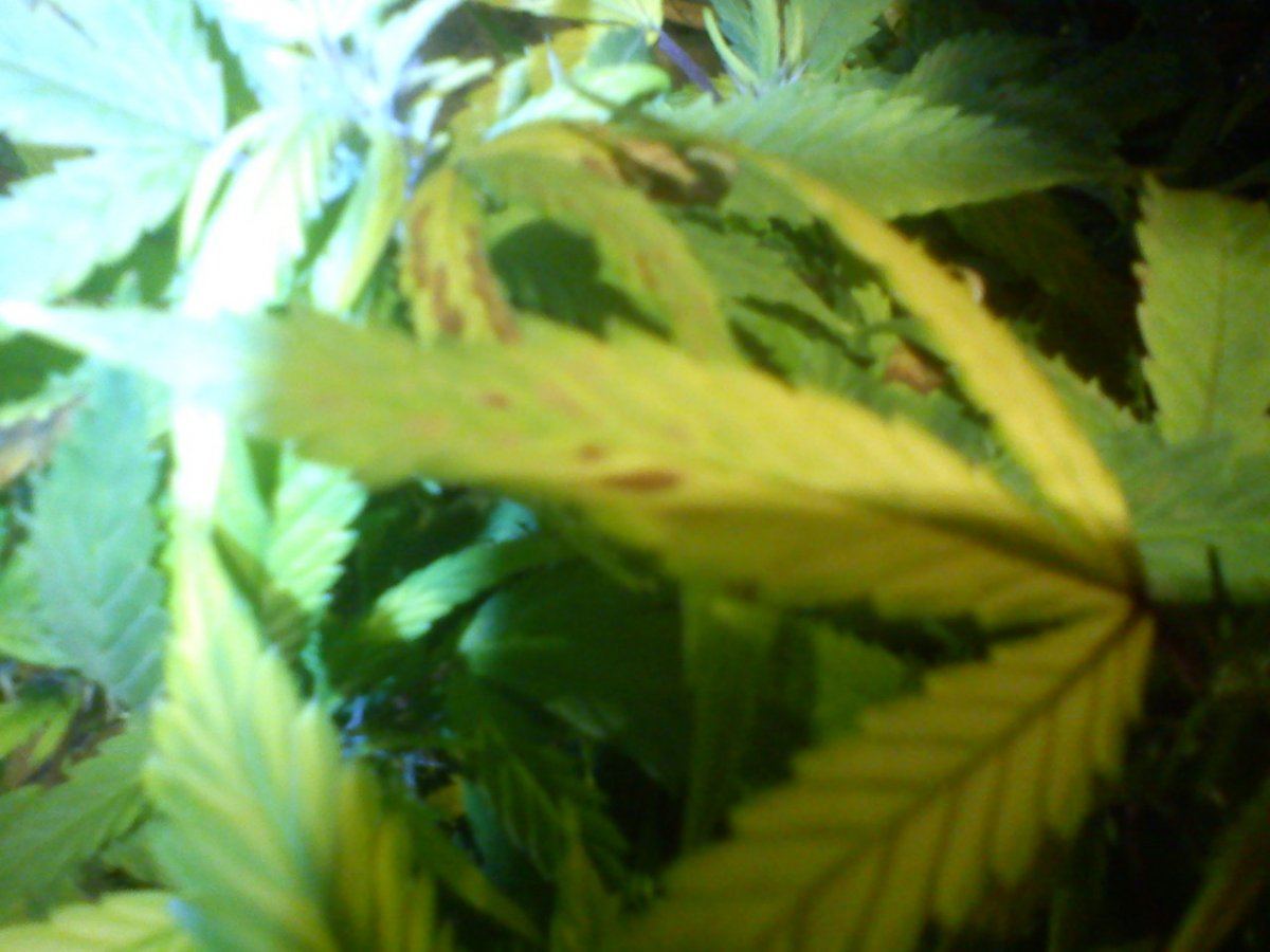 Top leaves turning yellow with some brown spots 2