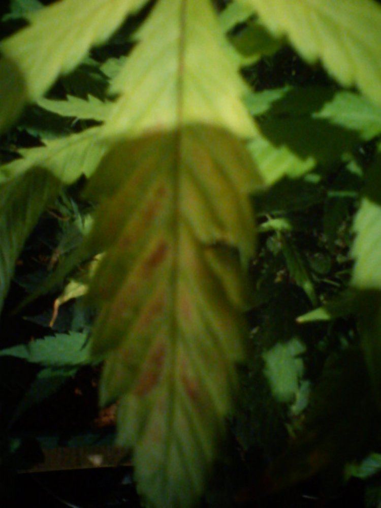 Top leaves turning yellow with some brown spots 3