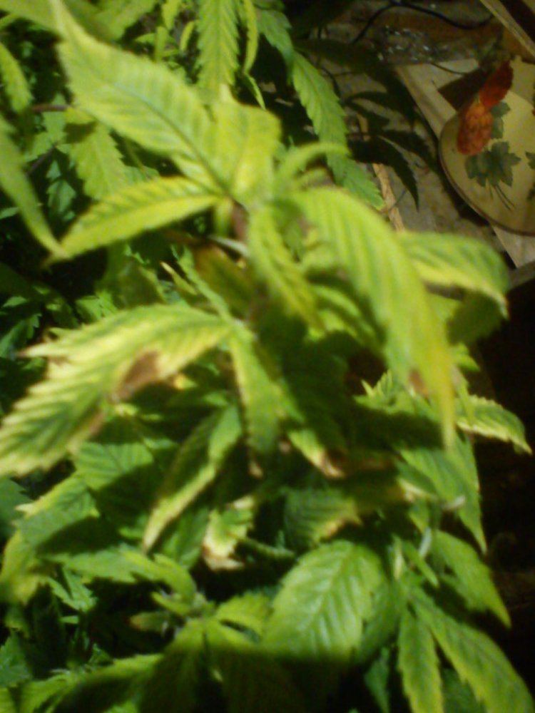 Top leaves turning yellow with some brown spots 4