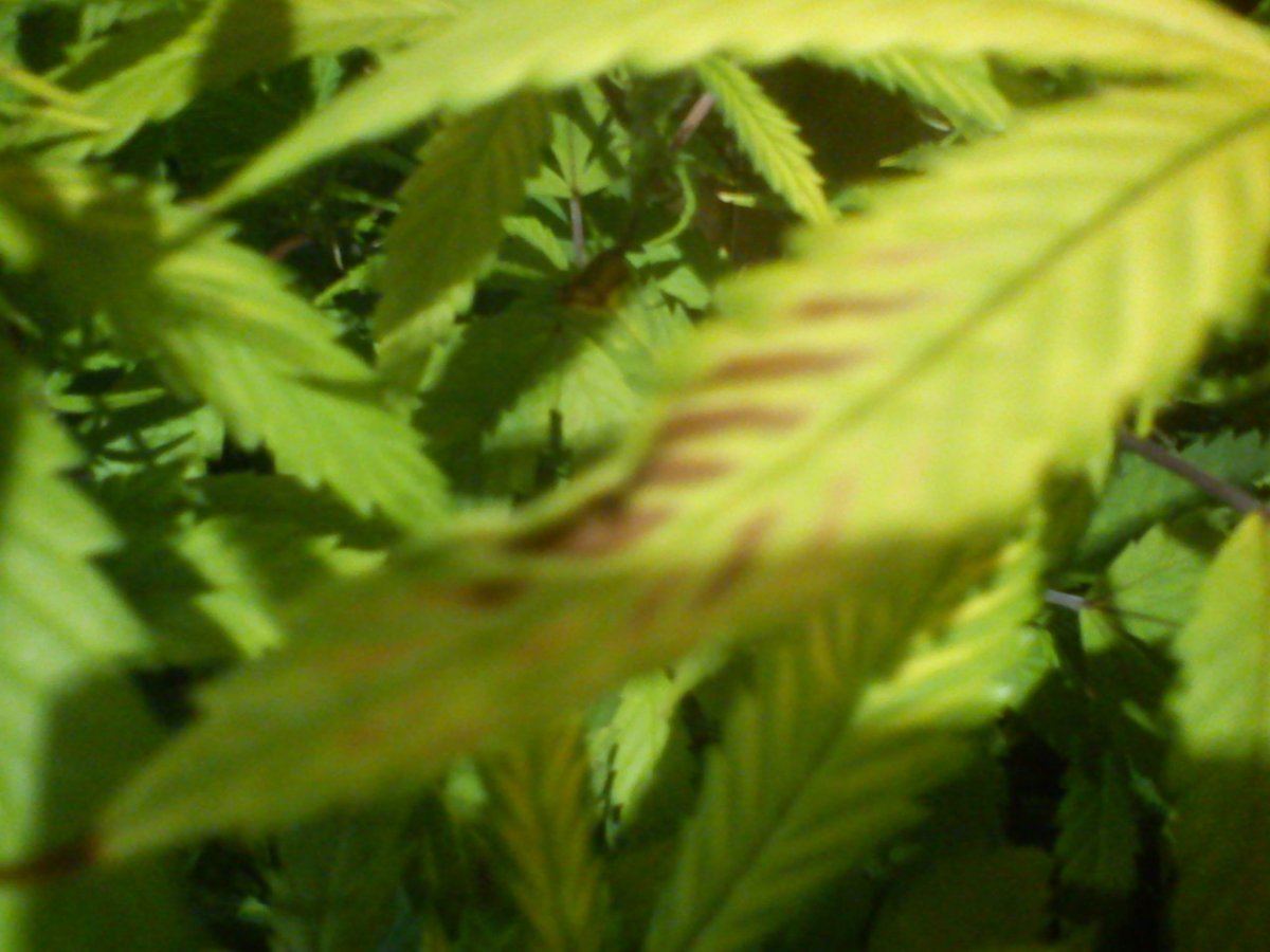 Top leaves turning yellow with some brown spots 5