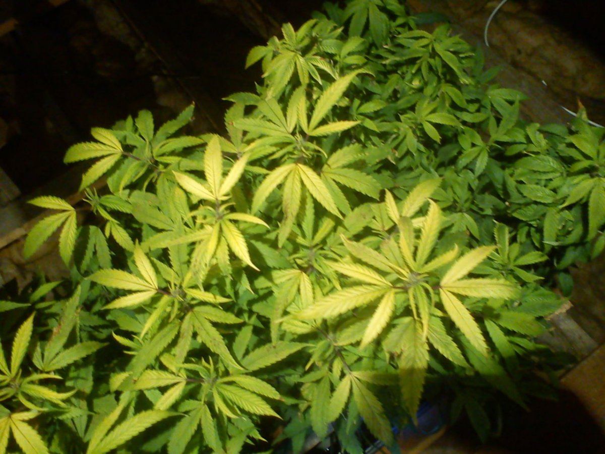 Top leaves turning yellow with some brown spots