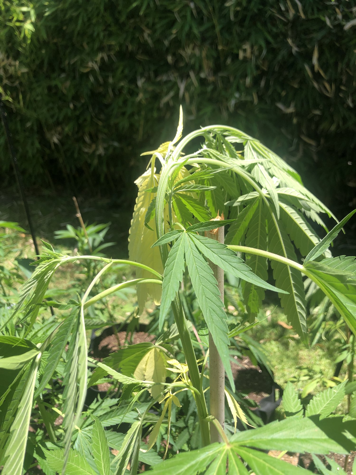 Top of plants wilting and drooping help 6
