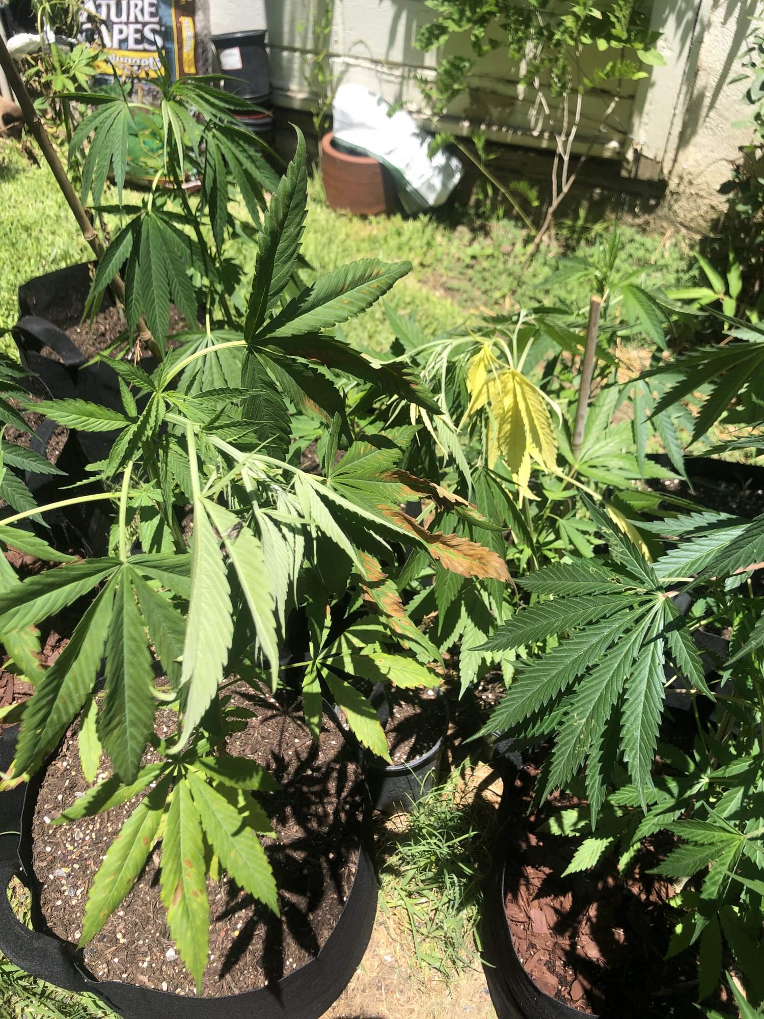 Top of plants wilting and drooping help 7