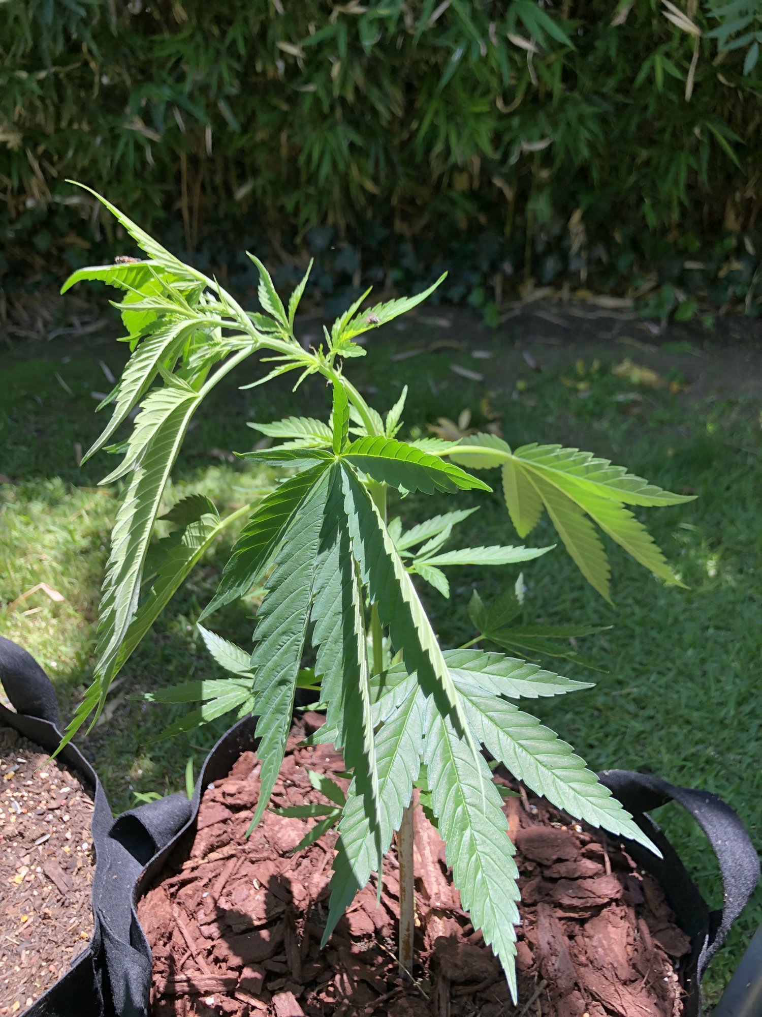 Top of plants wilting and drooping help