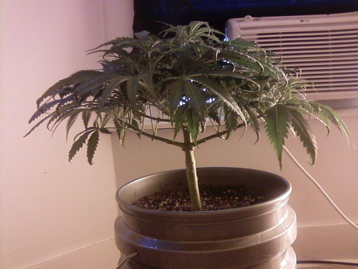 Topped 1