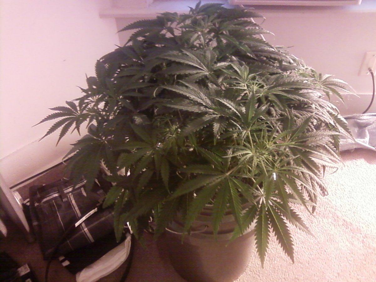 Topped 3