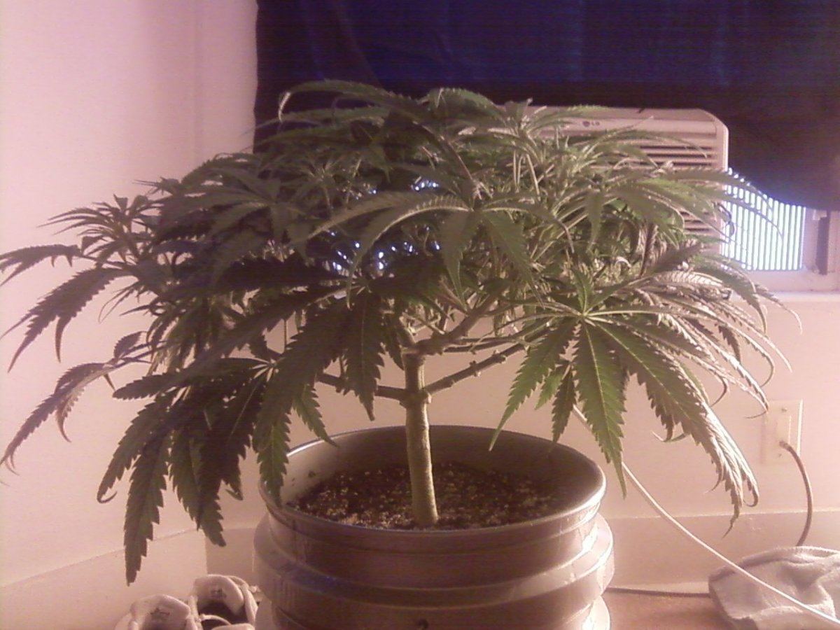 Topped 4