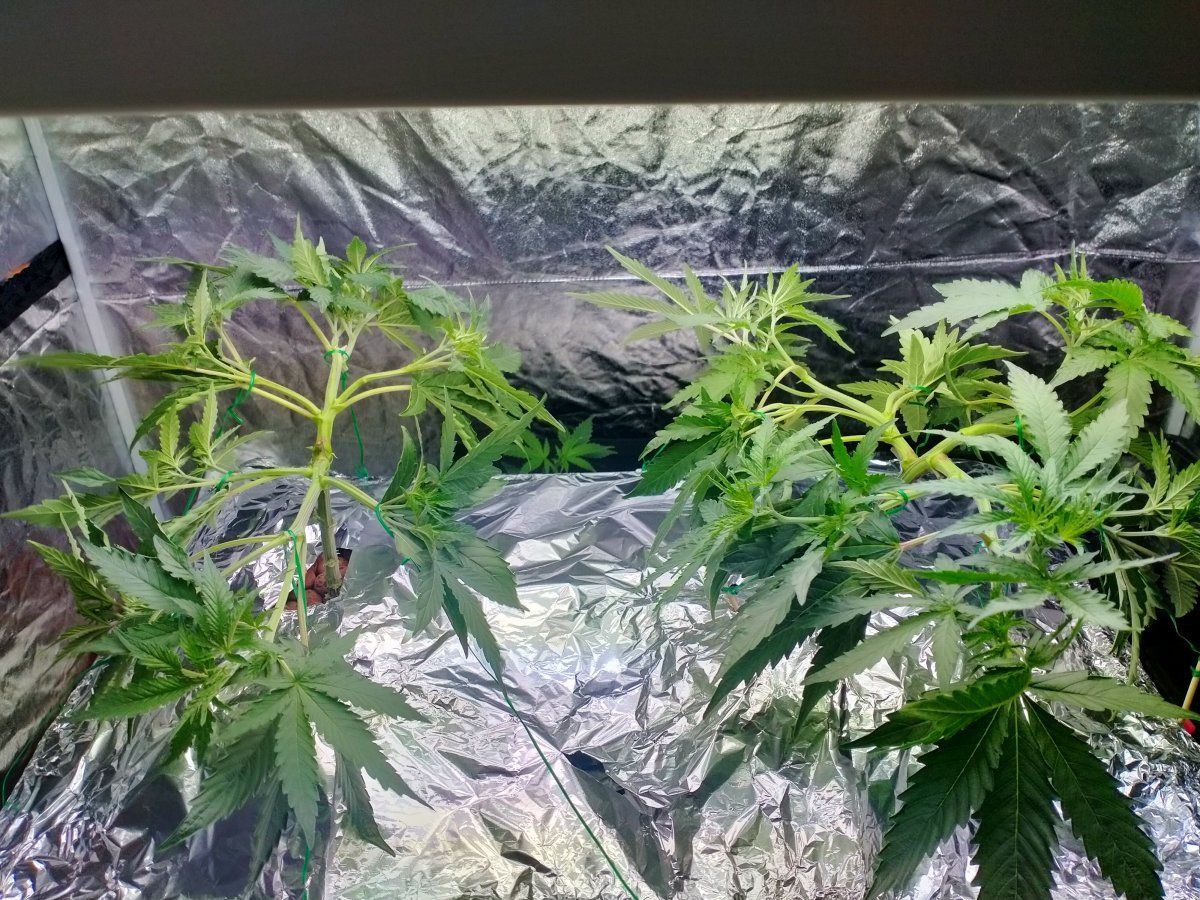 Topped 5 times  unknown strain mother is female though 2