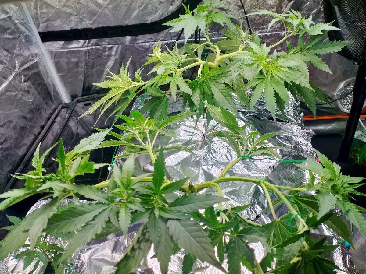 Topped 5 times  unknown strain mother is female though