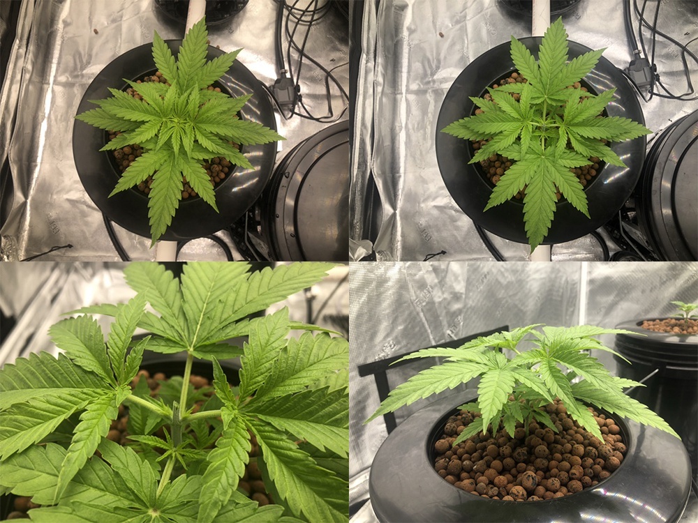 Topped
