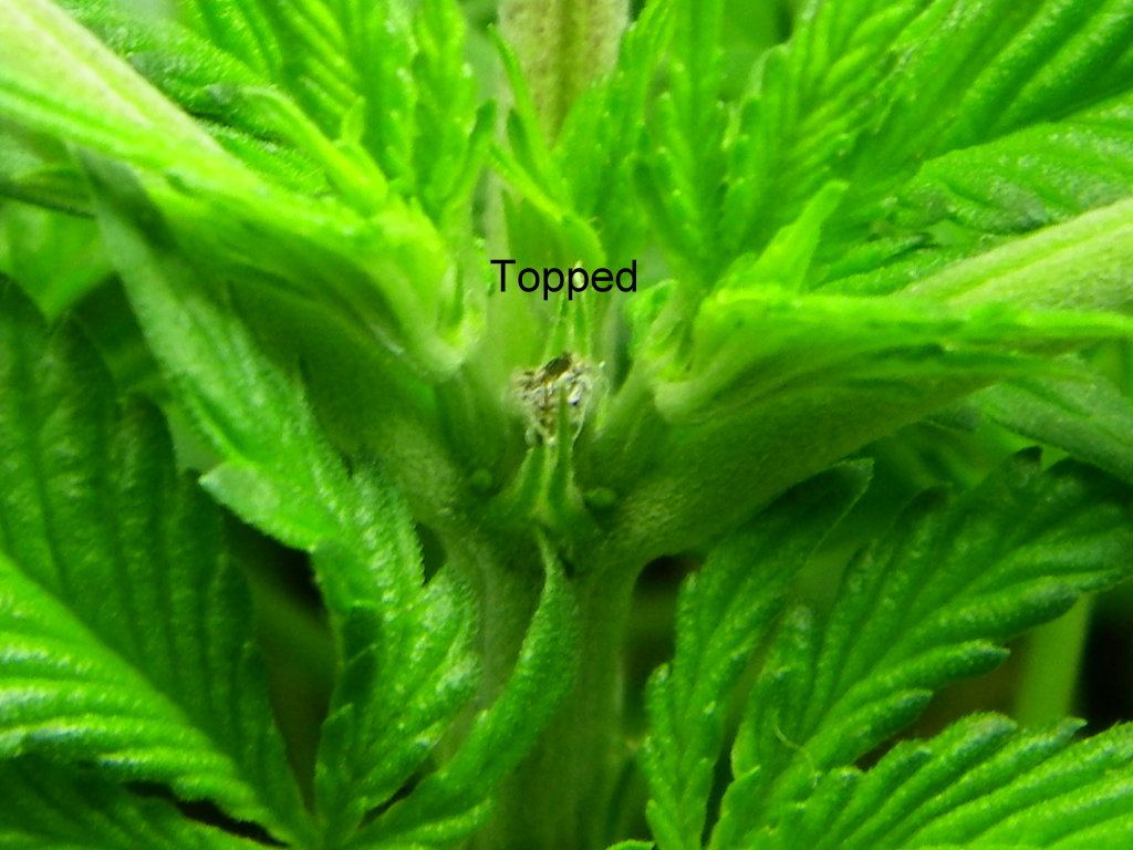Topped