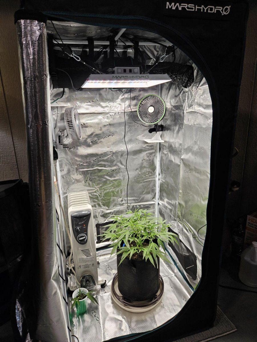 Topped