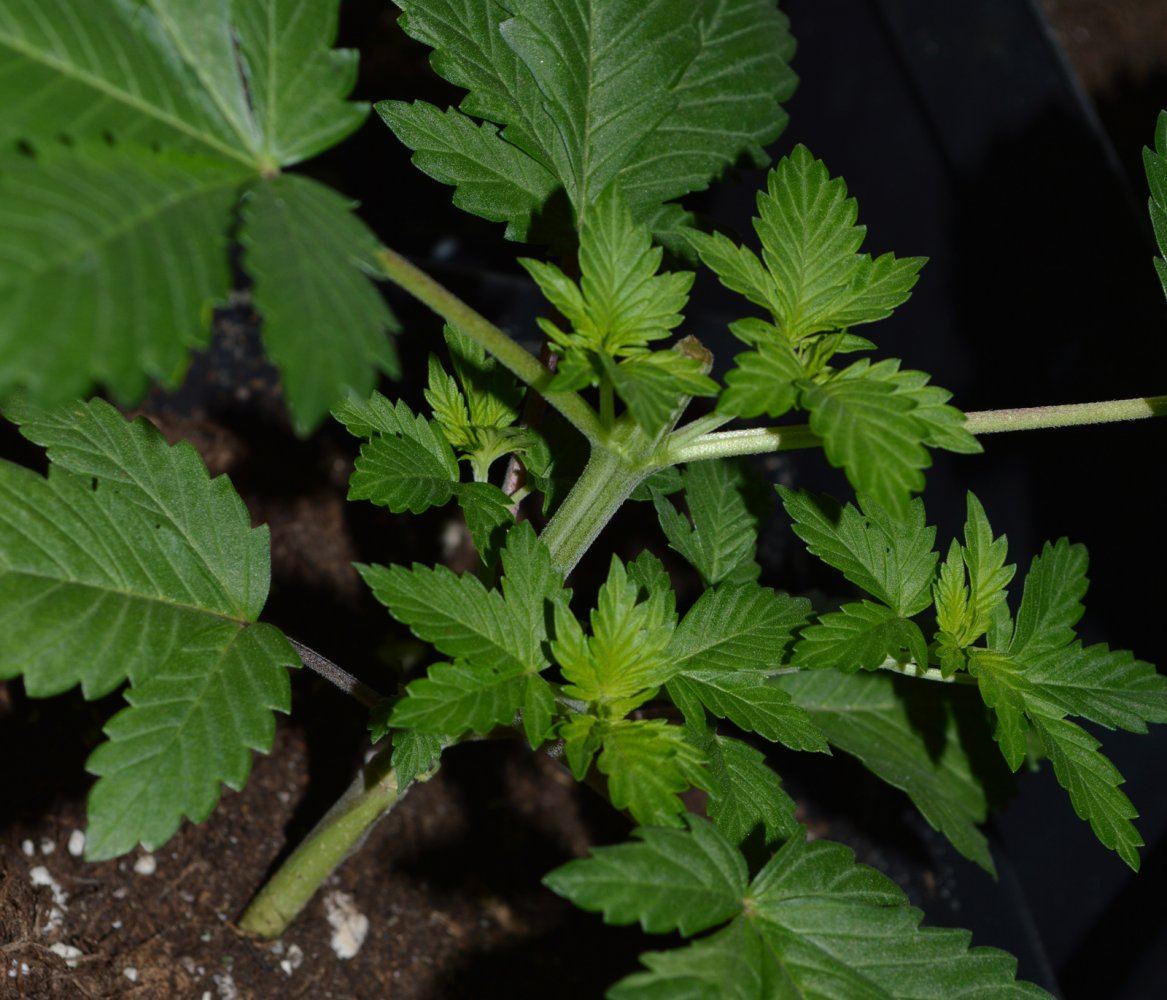 Topped