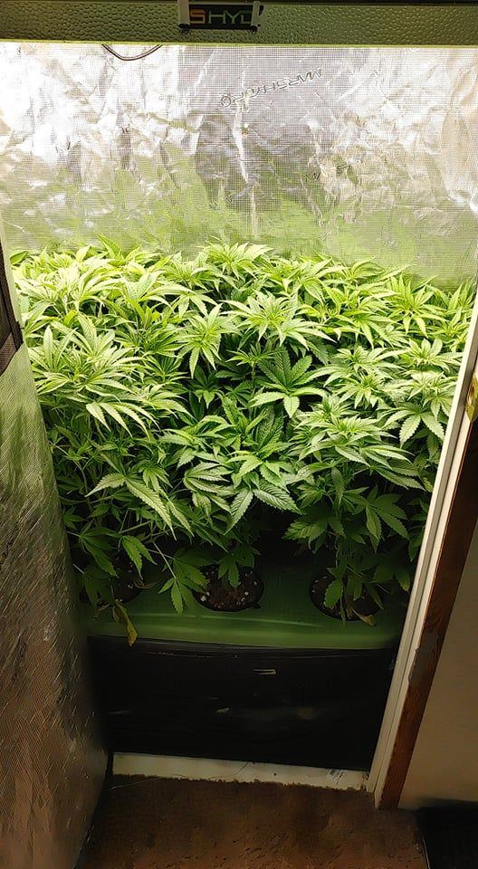 www.thcfarmer.com