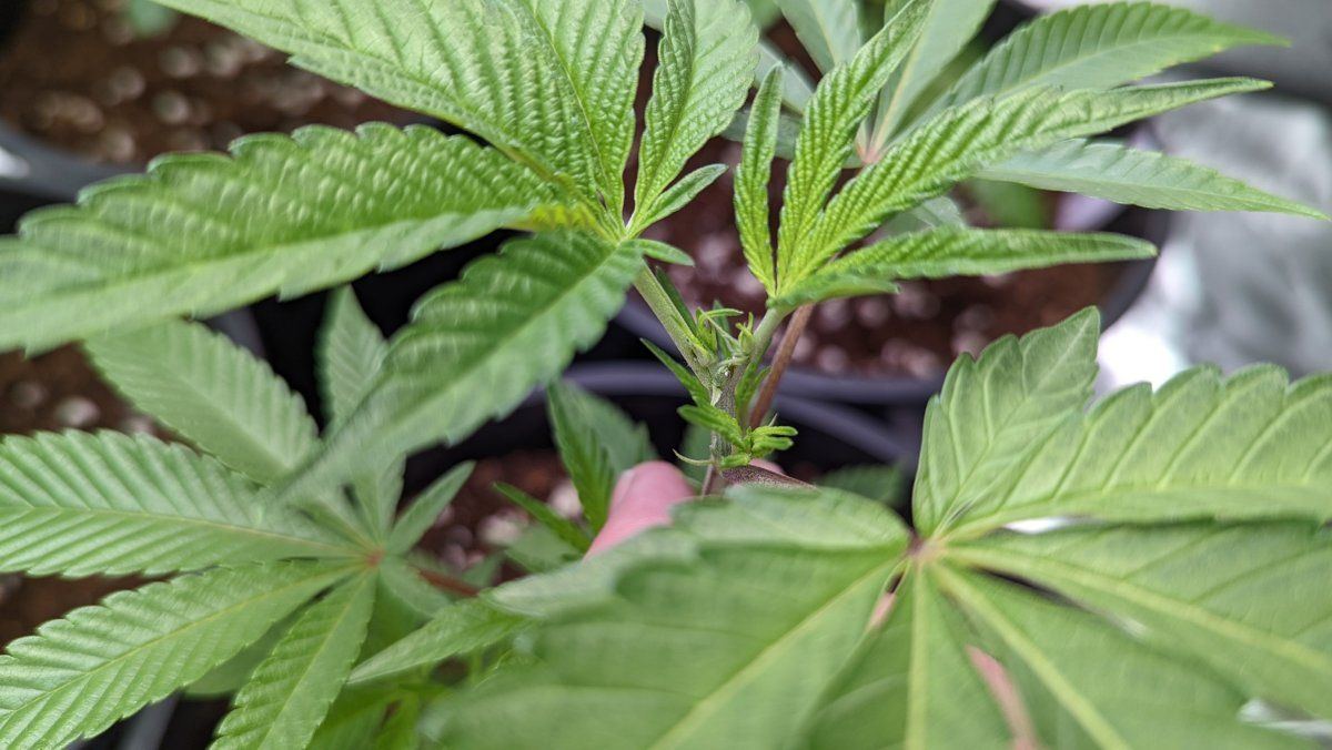 Topped plant1