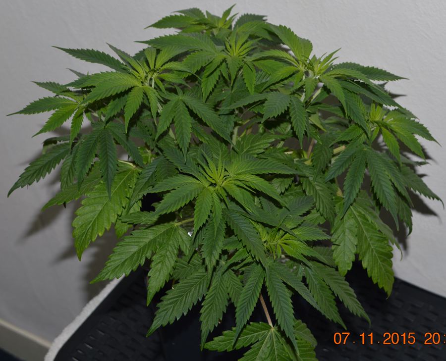 Topped1