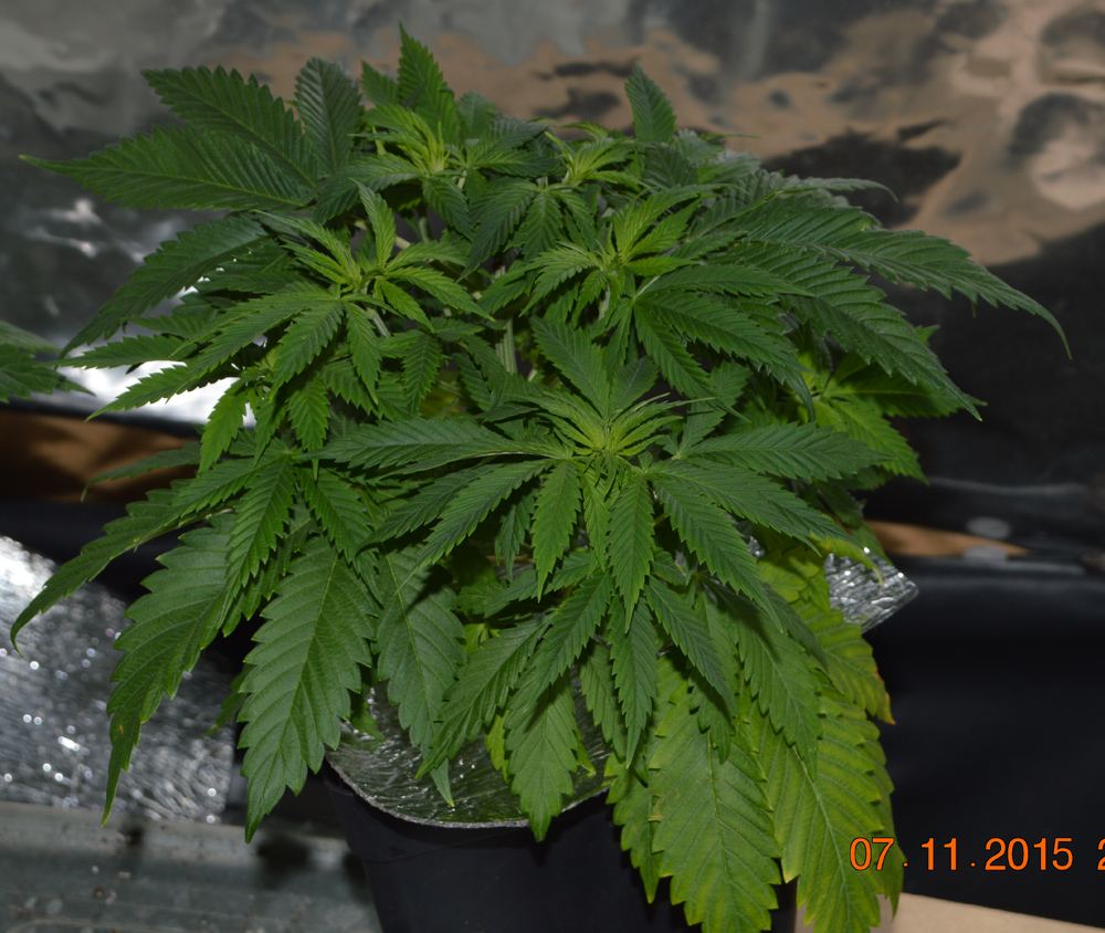Topped2