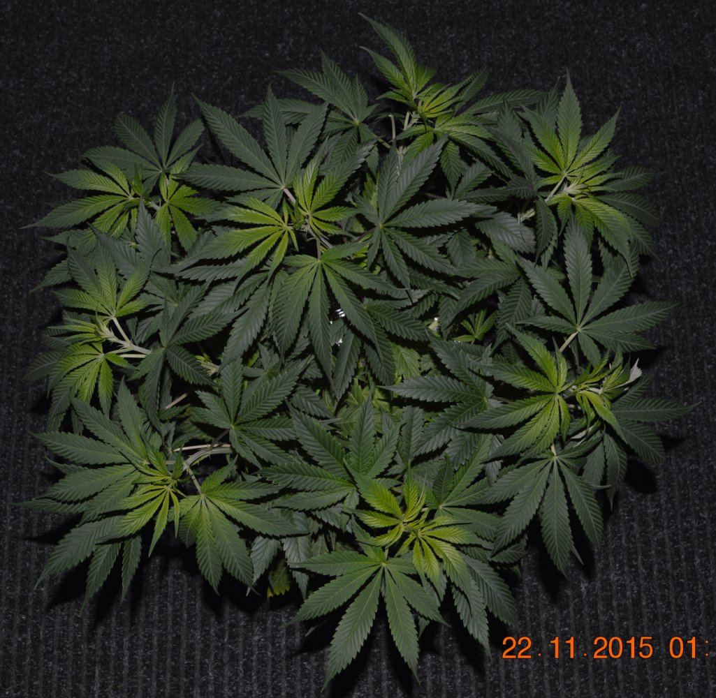 Topped3