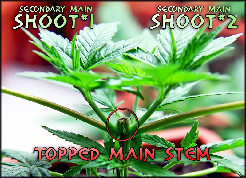 Topped cannabis