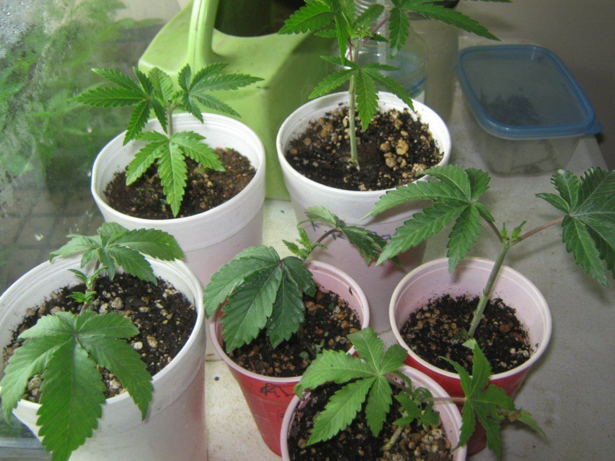 Toppedseedlings1221
