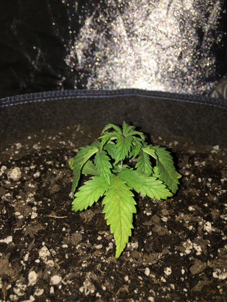 Topping after transplant sickness 2