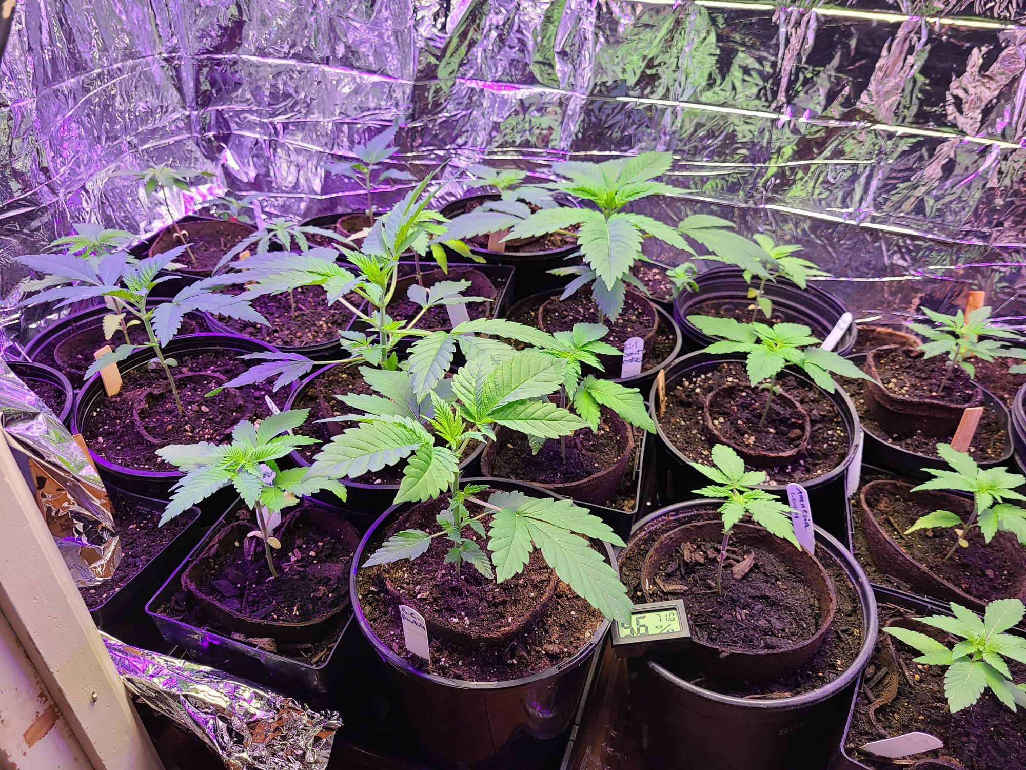 Topping and supercropping need advice