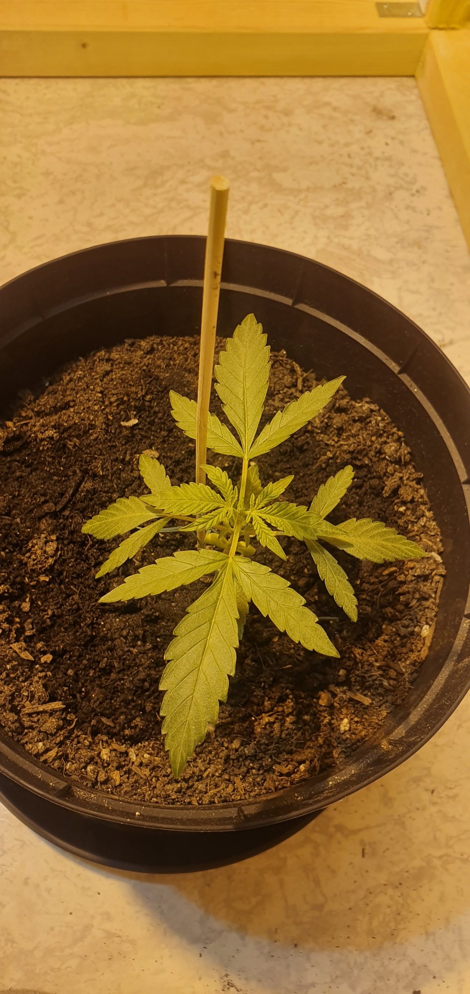 Topping for the first time   sourdiesel 3