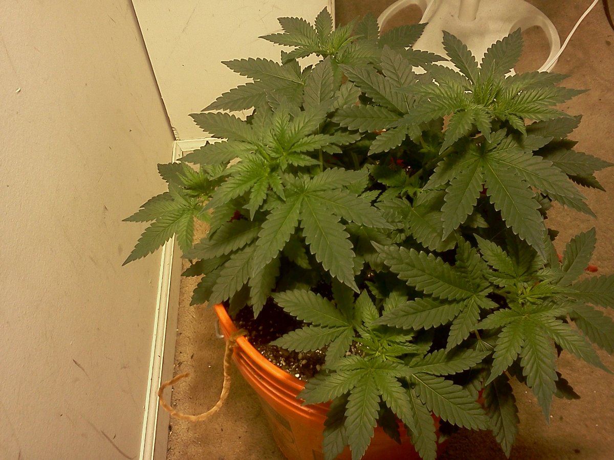 Topping help