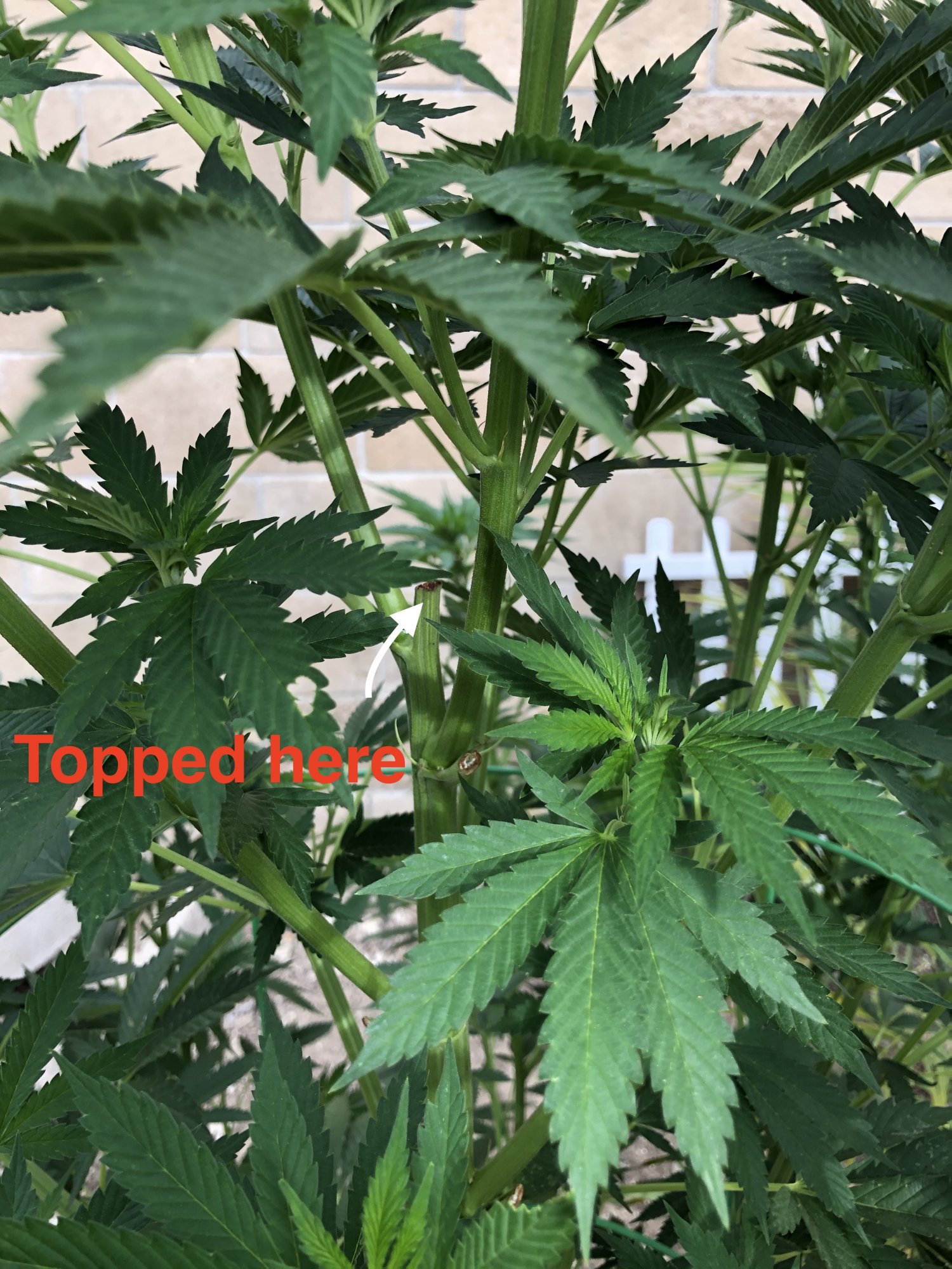 Topping info needed 2